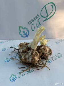 Лилия "БЕЙДЖИК МУН" 3 штуки (размер 18/20)